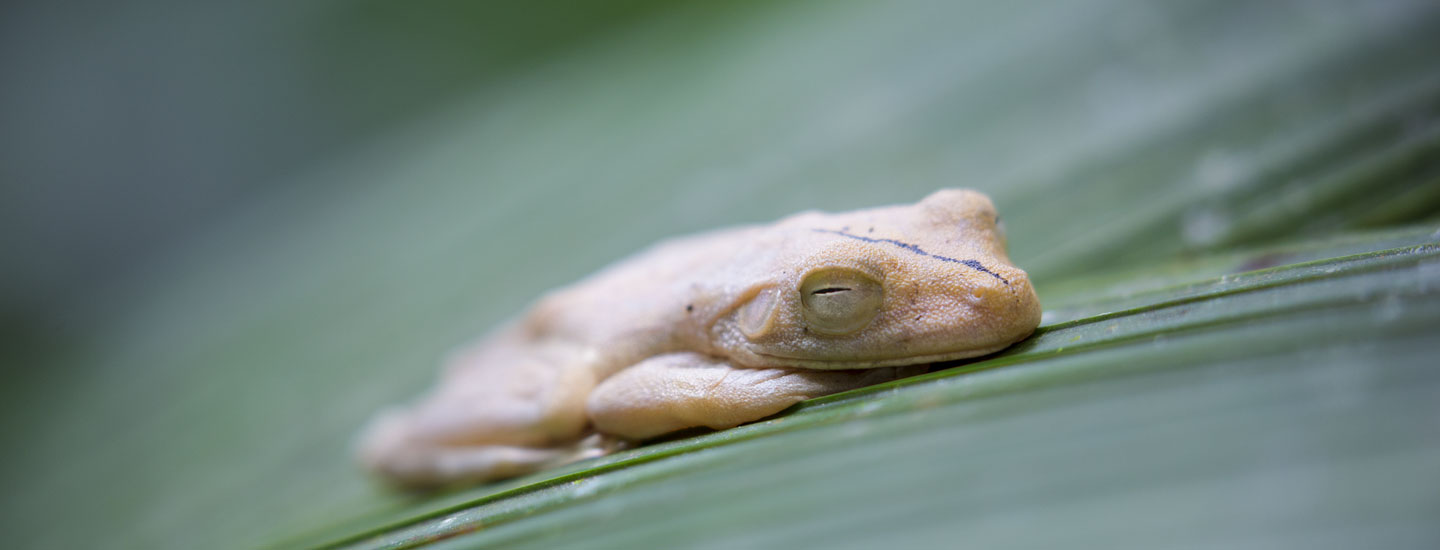 Piedras-Blancas-Nationalpark - Visit Costa Rica
