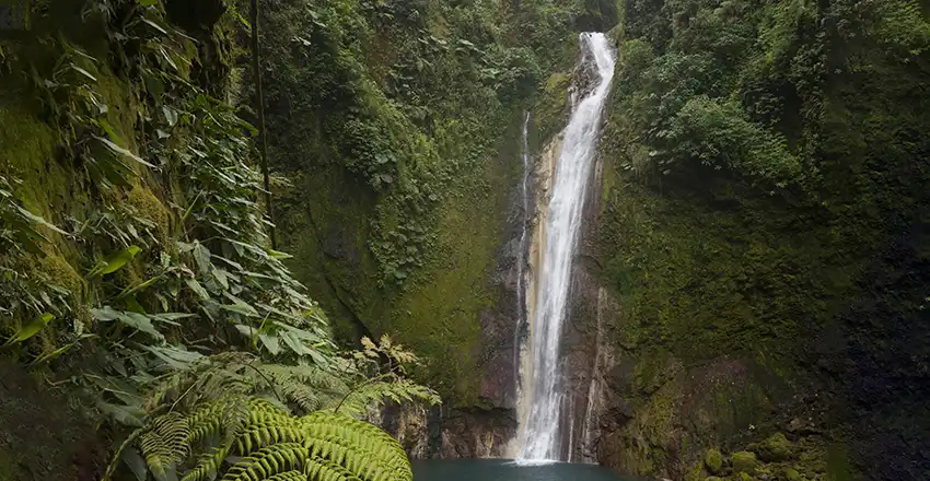Ein Wasserfall inmitten eines üppigen grünen Waldes.