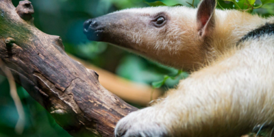 Foto: Tambako Der Jaguar