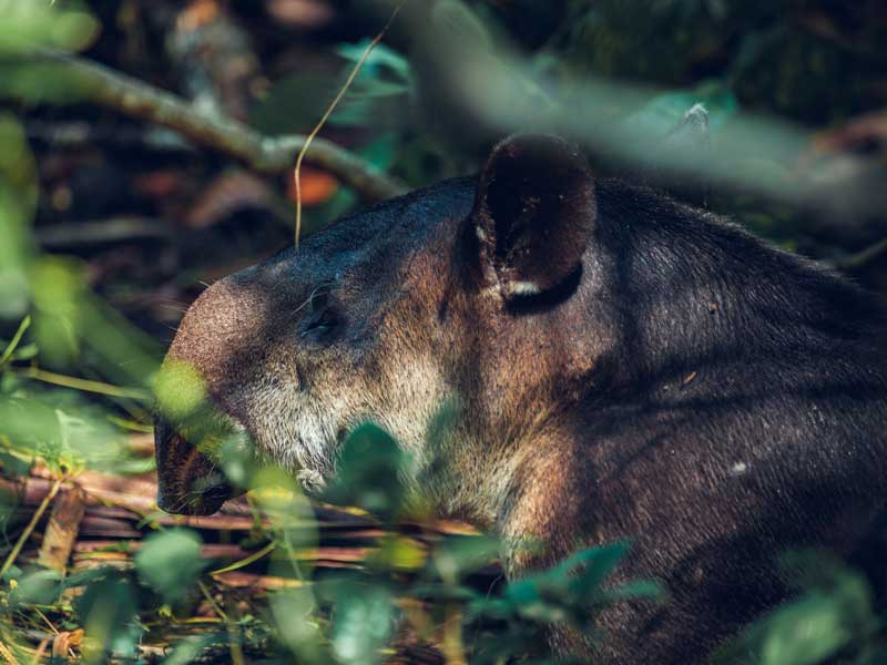 Eine Nahaufnahme eines kleinen Tieres im Wald