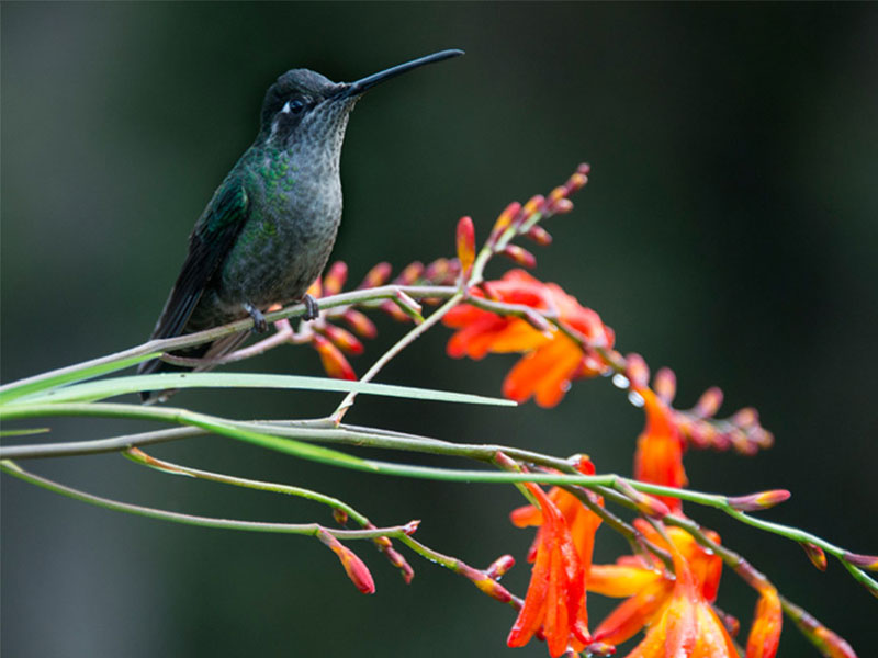 Ein Kolibri sitzt auf einem Zweig mit roten Blüten.