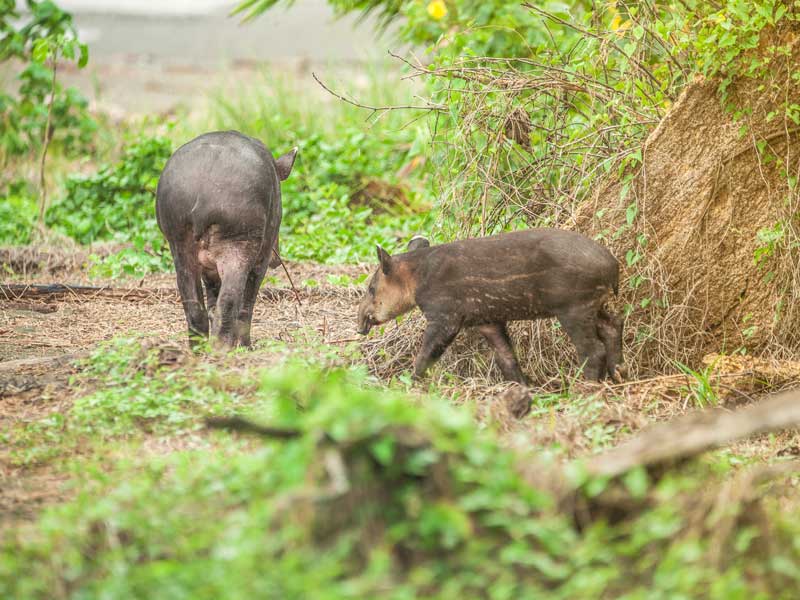 Ein paar Tiere, die im Gras stehen.