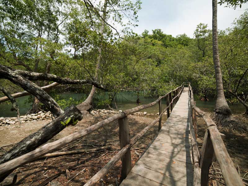 Eine Holzbrücke über einen von Bäumen umgebenen Fluss
