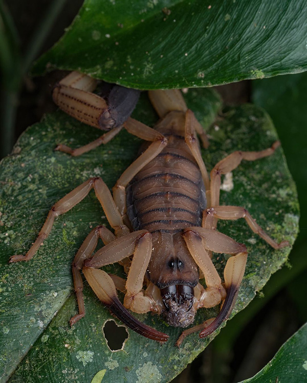 Ein Skorpion krabbelt auf einem grünen Blatt.