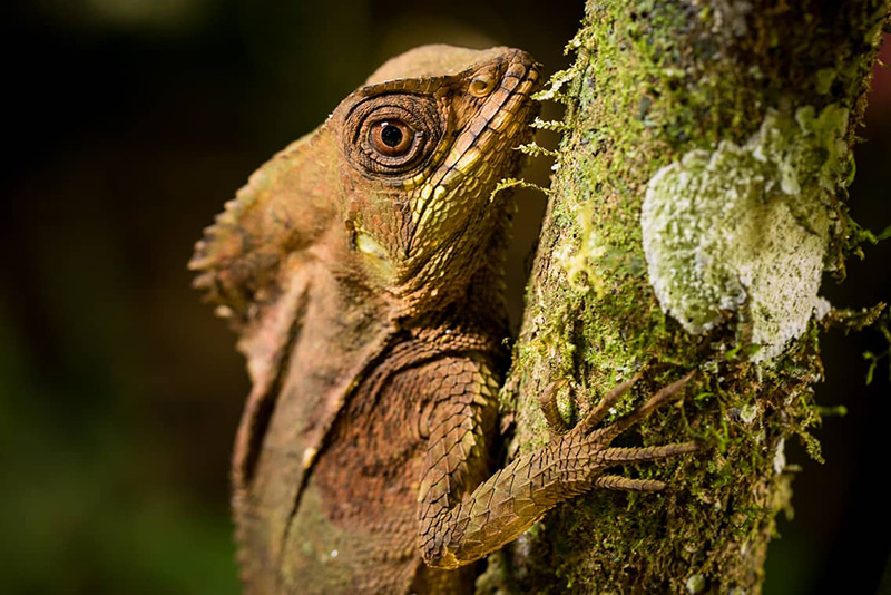 Biologisches Schutzgebiet La Selva
