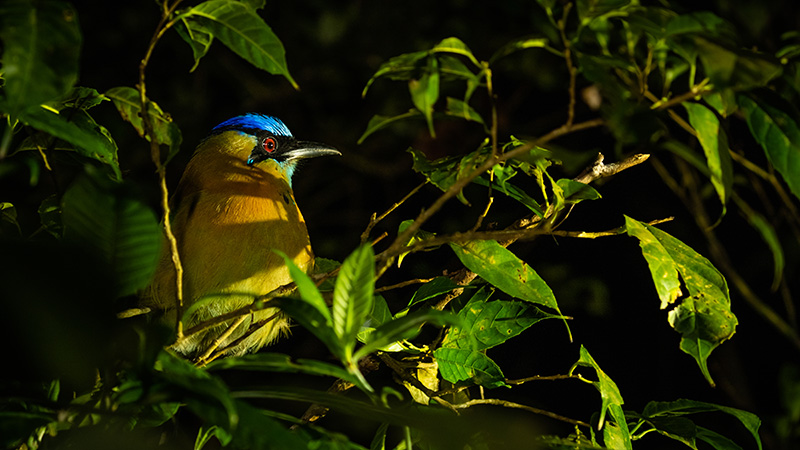monteverde extrem