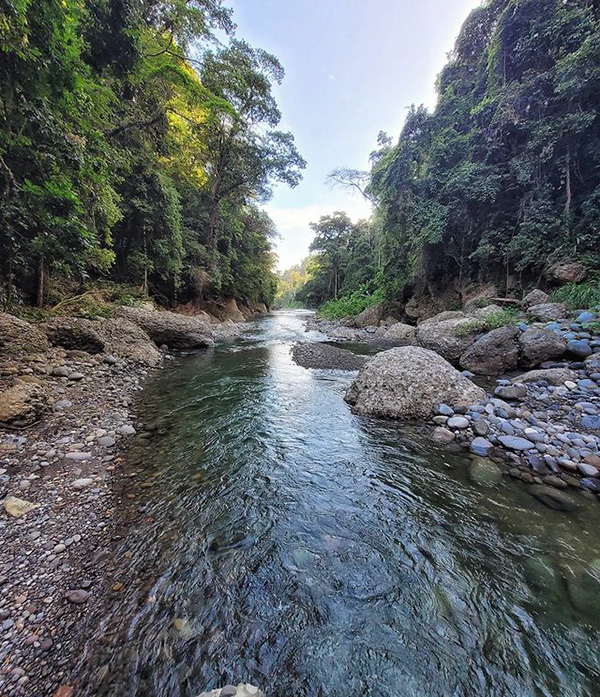 Ein Fluss, der durch einen üppigen grünen Wald fließt.