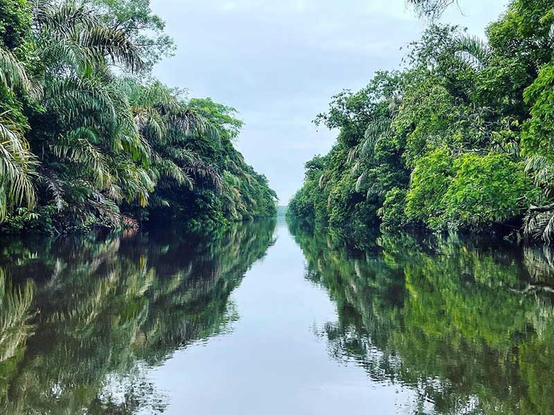 Ein schmaler Fluss, umgeben von üppigen grünen Bäumen.