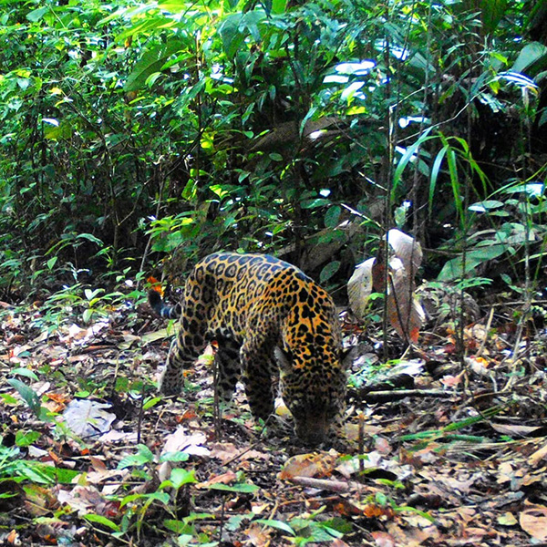 Ein Leopard, der durch einen Dschungel mit vielen Blättern läuft.