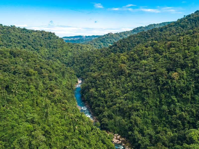 Ein Fluss, der durch einen üppigen grünen Wald fließt.