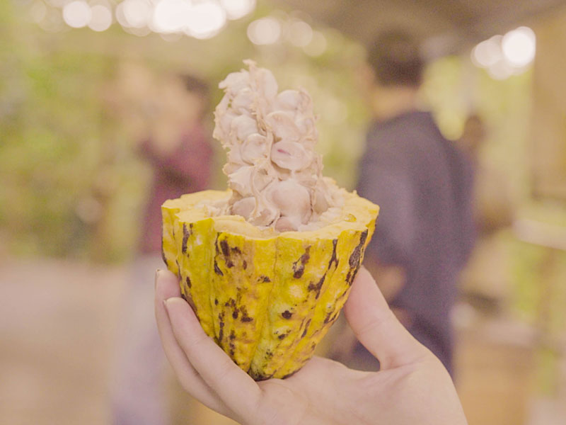 Eine Person hält ein Stück Obst in der Hand.
