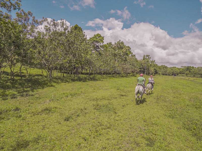 Zwei Menschen reiten auf Pferden durch ein üppiges grünes Feld.