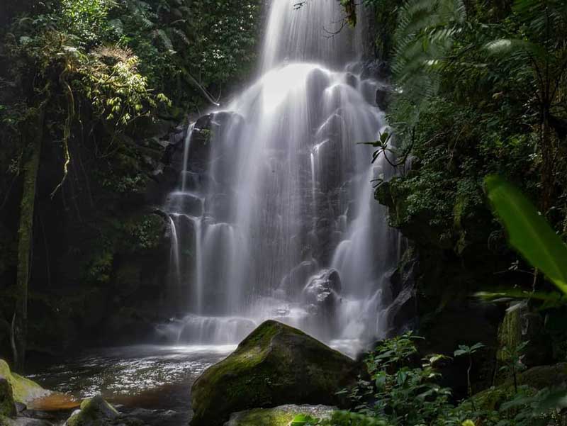 Ein großer Wasserfall inmitten eines Waldes.