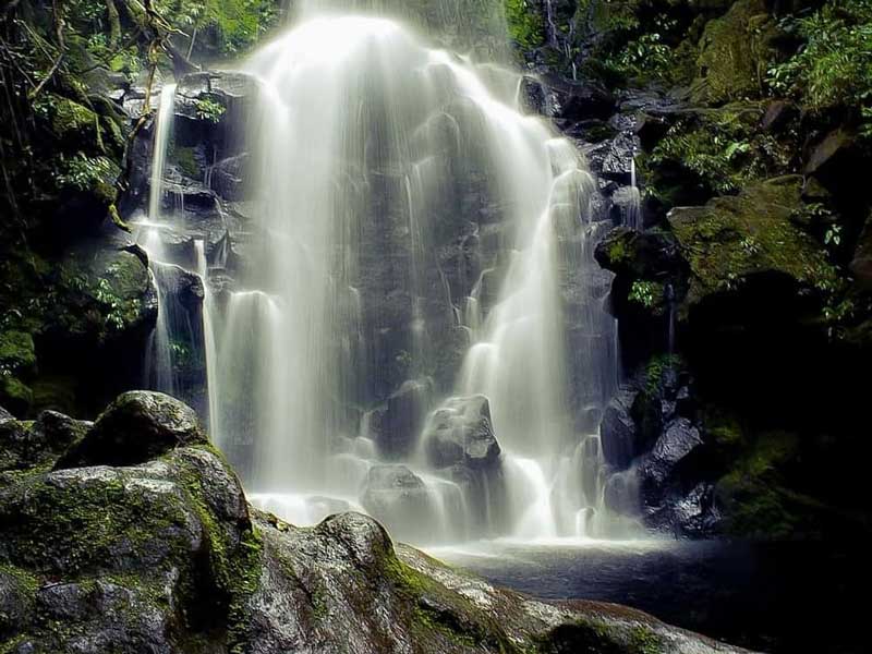 Ein großer Wasserfall inmitten eines Waldes.