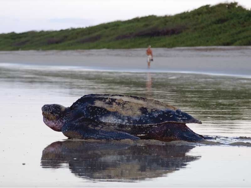 Eine große Schildkröte liegt auf einem Sandstrand.