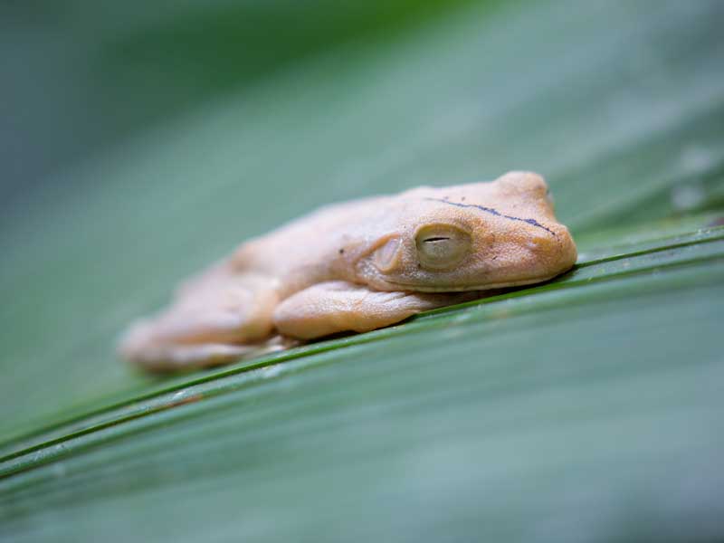 Eine Nahaufnahme eines Frosches auf einem Blatt.