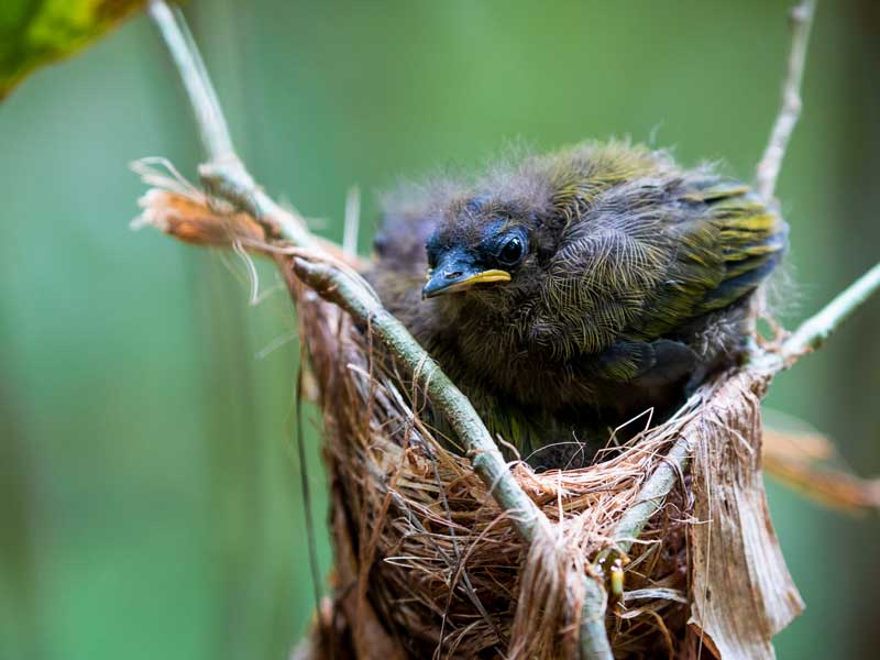Ein kleiner Vogel sitzt auf einem Ast.