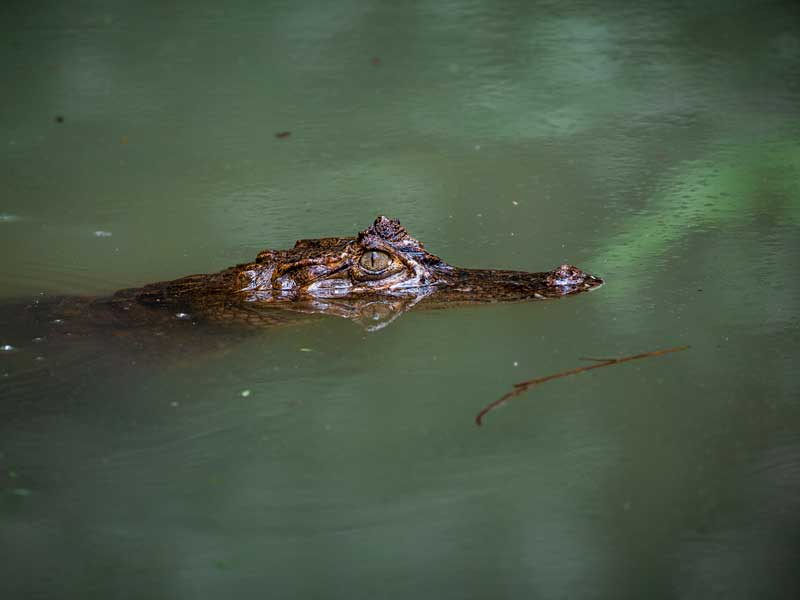 Ein großer Alligator schwimmt in einem Gewässer.