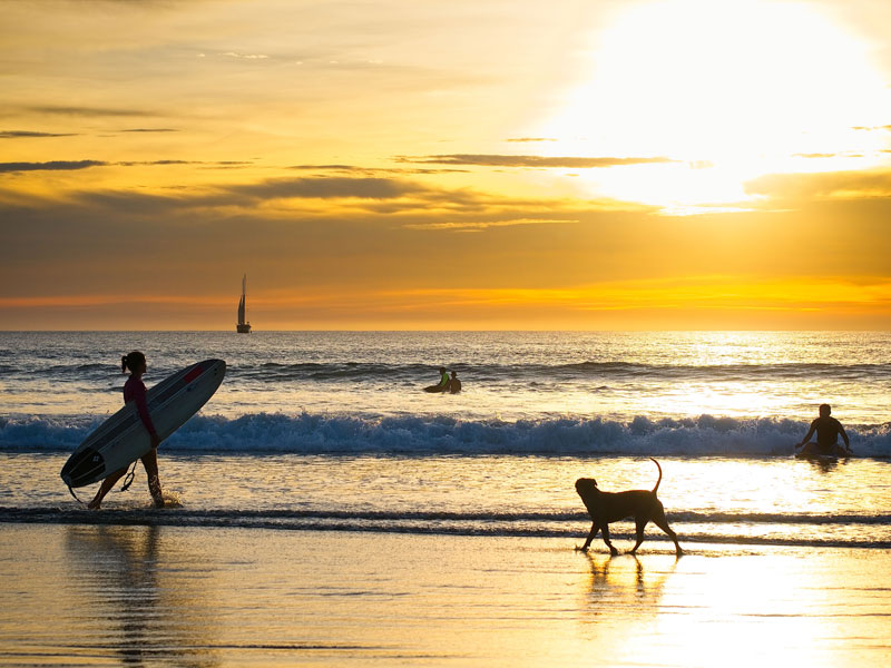 Eine Person, die mit einem Hund am Strand spazieren geht und ein Surfbrett trägt.