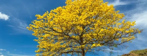 Baum mit gelben Blättern
