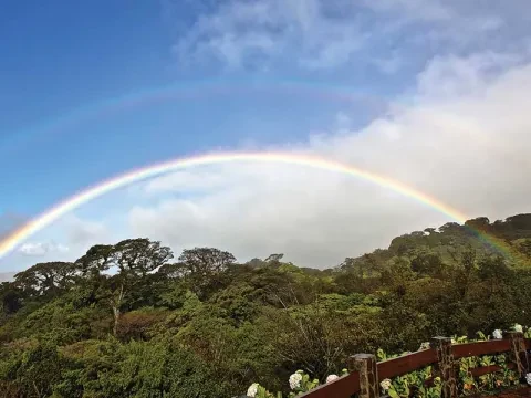 Regenbogen über Wald