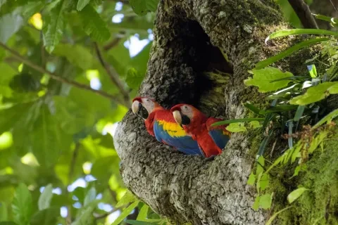 Ein wildlebendes Paar Scharlachara-Aras in ihrem Nest in einem Cashewbaum im Carara-Nationalpark