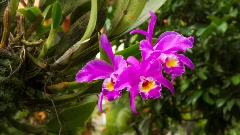 Cattleya gaskelliana ist eine Orchideenart aus der Gattung Cattleya