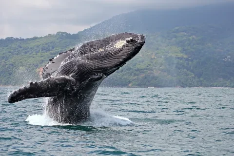Buckelwal springt im Marino Ballena Nationalpark, Costa Rica