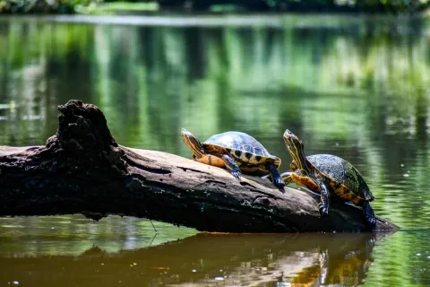 Schildkröten in Tortuguero, Costa Rica