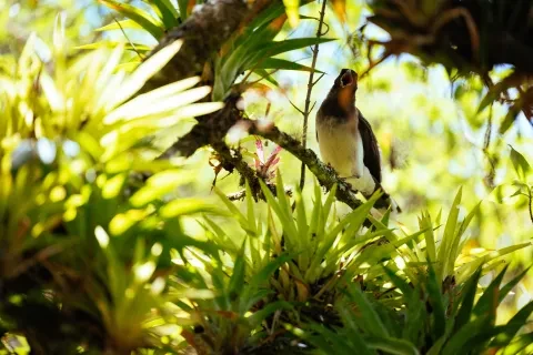 Vogel