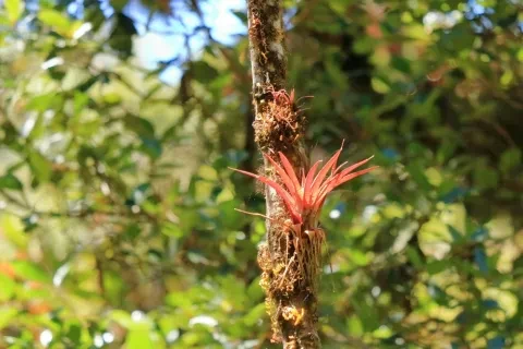 Bromelie an einem Baum am Cerro de la Muerte, Costa Rica
