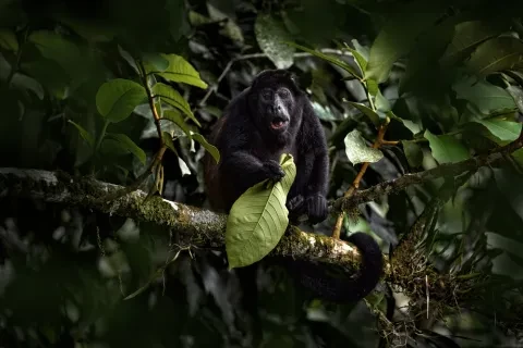 Affe, der ein Blatt im Baum hält