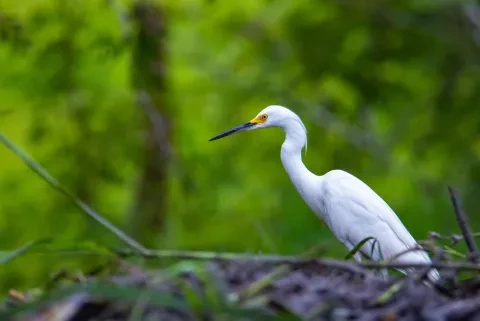 Eine Silberreiherjagd im Palo Verde