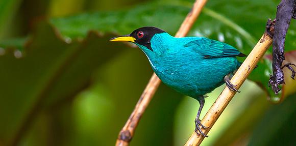 blauer Vogel