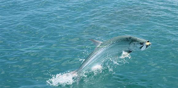 Tarpon springt aus dem Wasser