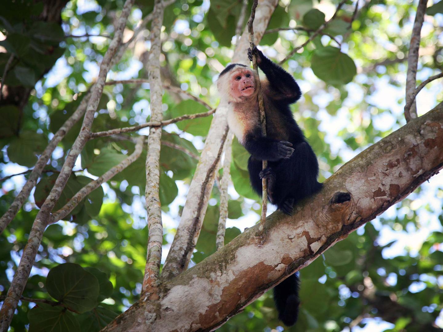 Cahuita-Nationalpark