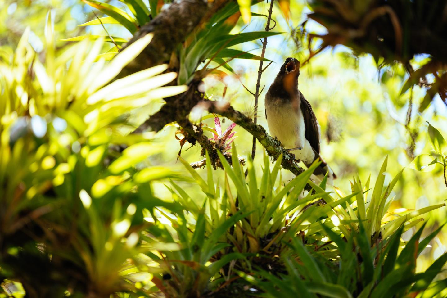 Vogel