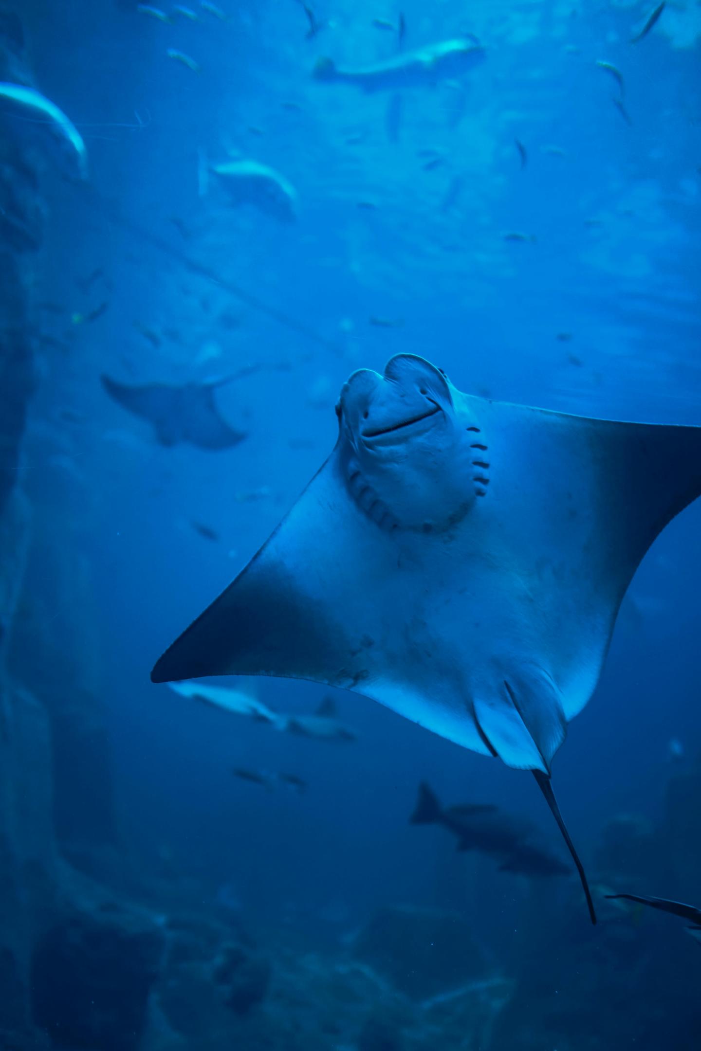 Unterseite eines Mantarochen im Ozean