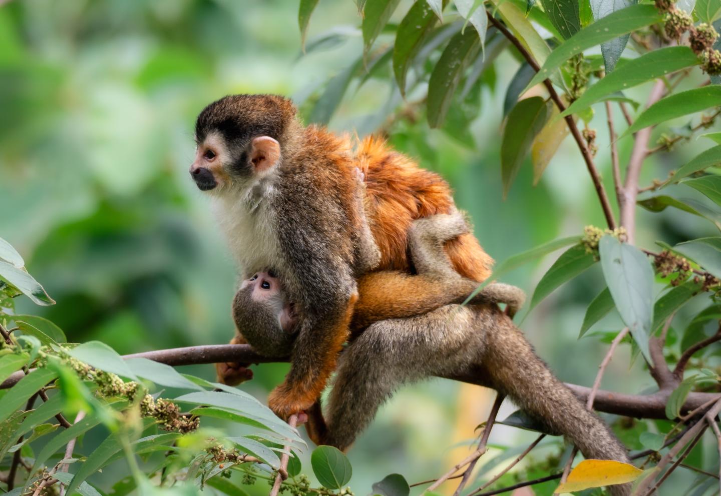 Weibliches Totenkopfäffchen mit Baby im Arm auf einem Baum