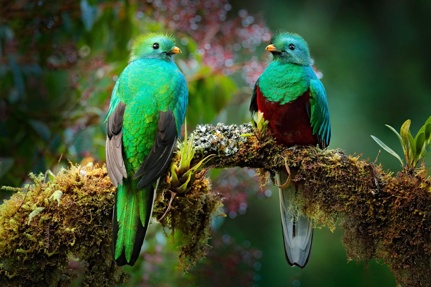Zwei prächtige Quetzale sitzen auf einem moosbewachsenen Ast, umgeben von zartgrünem Waldlaub.