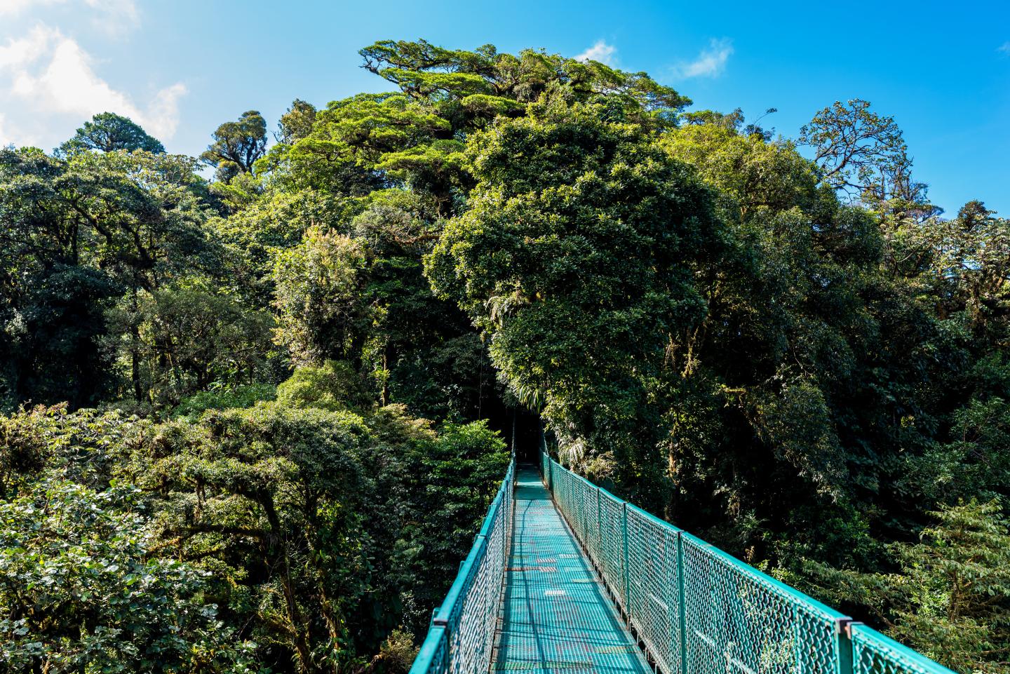 Eine Hängebrücke spannt sich unter strahlend blauem Himmel über den dichten, grünen Nebelwald.