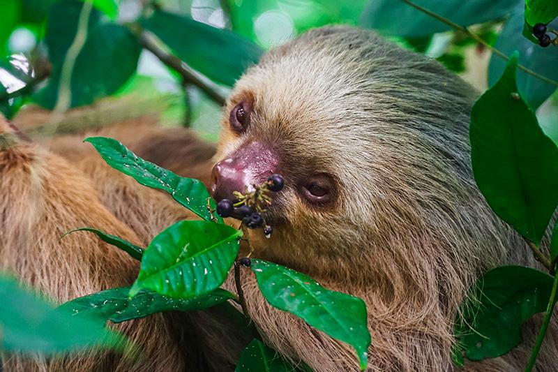 seitliche guias caribe.jpg